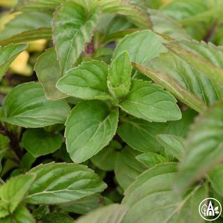 М'ята Джинджер / Mentha Ginger Mint