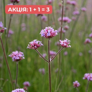 Вербена бонарська / Verbena bonariensis