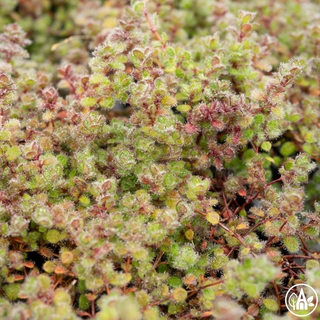 Чебрець ранній ‘Coccineus’ / Thumus pygmaeus ‘Coccineus’