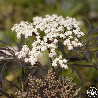 Бузина чорна ‘Black Lace’ / Sambucus nigra ‘Black Lace’