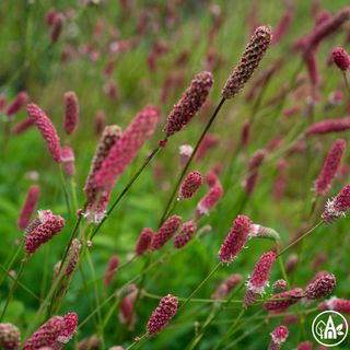 Родовик лікарський ‘Pink Tanna’ / Sanguisorba officinalis ‘Pink Tanna’