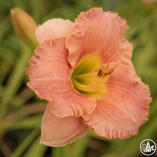 Лілійник гібридний 'Rhapsody in Pink' / Hemerocallis hybrida 'Rhapsody in Pink'