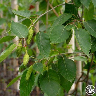 Береза корисна 'Jacquemontii' / Betula utilis 'Jacquemontii' 