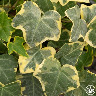 Плющ звичайний 'Gold Child' / Hedera helix 'Gold Child'