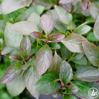 М'ята лимонна / Mentha citrata