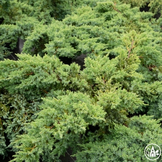 Ялівець лускатий 'Blue Сarpet' / Juniperus squamata 'Blue Сarpet'
