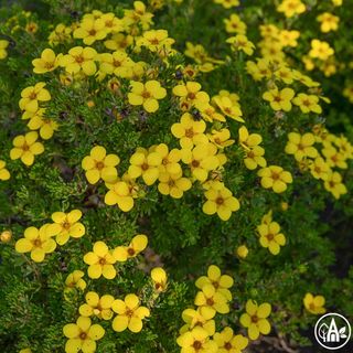 Перстач кущовий 'Bella Lindsey' /  Potentilla fruticosa 'Bella Lindsey'