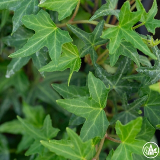 Плющ звичайний 'Sagittaefolia' / Hedera helix 'Sagittaefolia'