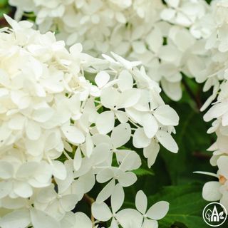 Гортензія волотиста ‘Phantom’ / Hydrangea paniculata ‘Phantom’