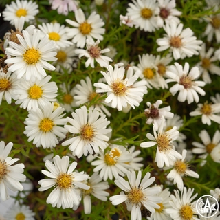 Айстра ‘Starletta White’ / Aster ‘Starletta White’