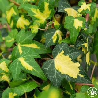 Плющ звичайний 'Goldheart' / Hedera helix 'Goldheart'