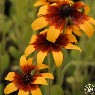 Рудбекія двоколірна / Rudbeckia bicolor