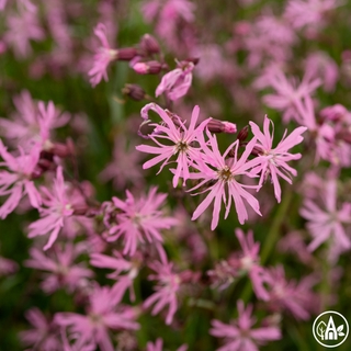 Зiрки бузькiв вогонь ‘Raggen Robin’ / Lychnis flos-cuculi ‘Raggen Robin’