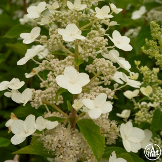 Гортензія волотиста 'Unique' / Hydrangea paniculata 'Unique'