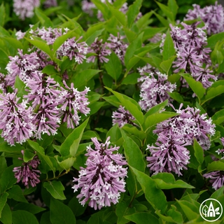 Бузок 'Little Lady' / Syringa 'Little Lady' 