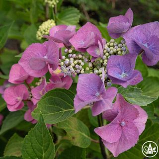 Гортензія великолиста 'Zorro' / Hydrangea macrophylla 'Zorro'