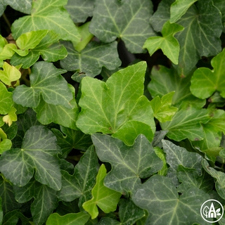 Плющ звичайний 'Wonder' / Hedera helix 'Wonder'