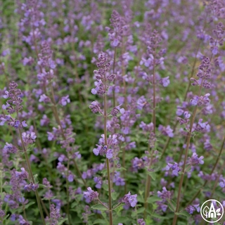 Котяча м’ята Фассена 'Walker's Low' / Nepeta faassenii 'Walker's Low'
