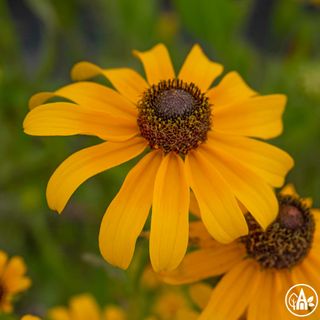 Рудбекія мілкоквіткова / Rudbeckia floribus