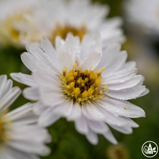 Айстра новобельгійська ‘Magic White’ / Aster novi-belgii ‘Magic White’