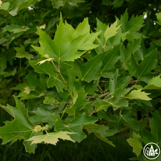 Платан іспанський / Platanus hispanica
