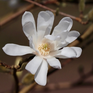 Маґнолiя зірчаста / Magnolia stellata