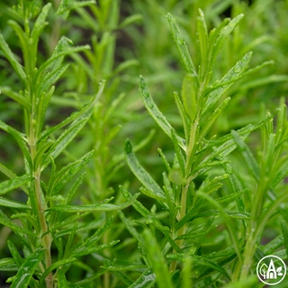 Розмарин лікарський / Rosmarinus officinalis