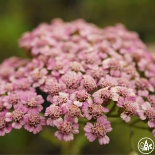 Деревій гібридний ‘Apricot Delight’ / Achillea hibrida ‘Apricot Delight’