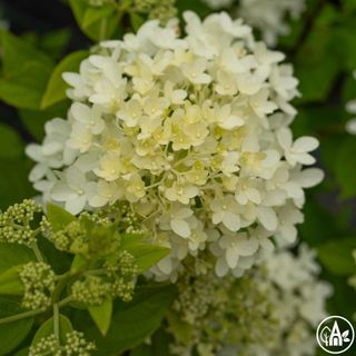 Гортензія волотиста 'Skyfall' / Hydrangea paniculata 'Skyfall'