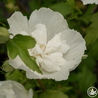 Гібіск сирійський 'White Chiffon' / Hibiscus syriacus 'White Chiffon'