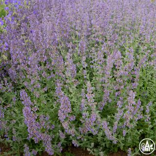 Котяча м’ята Фассена 'Six Hills Giant' / Nepeta faassenii 'Six Hills Giant'
