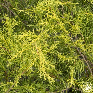 Ялівець середній 'Pfitzeriana Aurea' / Juniperus media 'Pfitzeriana Aurea'