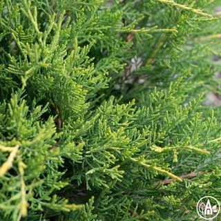 Ялівець середній 'Old Gold' / Juniperus media 'Old Gold'