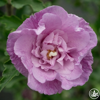 Гібіск сирійський 'Lavander Chiffon' / Hibiscus syriacus 'Lavander Chiffon'