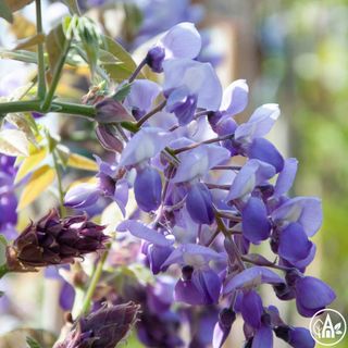 Ґліцинія китайська ‘Ikoyama Fuji’ / Wisteria sinensis ‘Ikoyama Fuji’