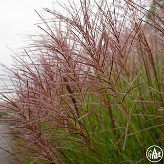 Міскантус китайський ‘Gracillimus’ / Miscanthus sinensis ‘Gracillimus’
