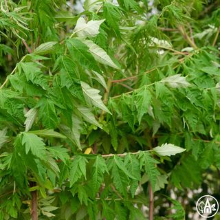 Сумах пухнастий 'Dissecta' / Rhus typhina 'Dissecta'
