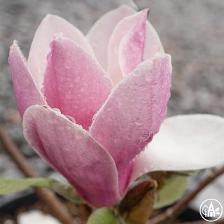 Маґнолiя суланжа 'Satisfaction' / Magnolia soulangeana 'Satisfaction'
