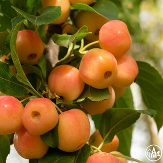 Яблуня 'Evereste' / Malus 'Evereste'