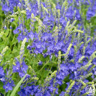 Вероніка австрійська 'Knallblau' / Veronika austriaca 'Knallblau'