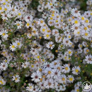 Айстра верескова 'Pink Cloud' / Aster ericoides 'Pink Cloud'