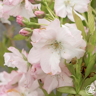 Вишня дрібнопильчаста 'Amanogawa' / Prunus serrulata 'Amanogawa'