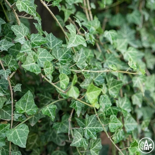 Плющ звичайний / Hedera helix