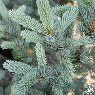Ялина колюча 'Hoopsi' / Picea pungens 'Hoopsi' 