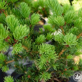Ялина колюча 'Lucky Strike' / Picea pungens 'Lucky Strike' 