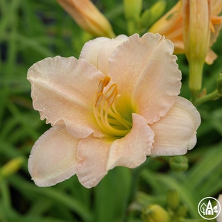 Лілійник гібридний 'Speak to Me' / Hemerocallis hybrida 'Speak to Me'