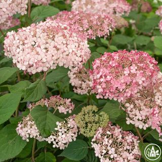 Гортензія деревовидна 'Pink Annabelle' / Hydrangea arborescens 'Pink Annabelle'