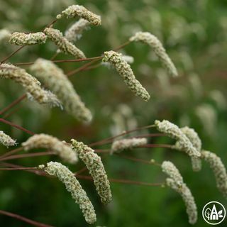 Родовик лікарський 'Alba' / Sanguisorba officinalis 'Alba'