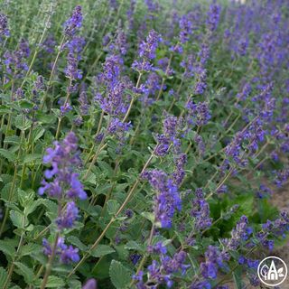 Котяча м’ята Фассена 'Hill Grounds' / Nepeta faassenii 'Hill Grounds'