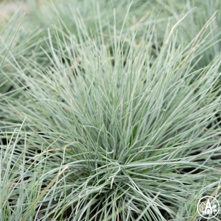 Костриця сиза ‘Intense Blue’ / Festuca glauca ‘Intense Blue’